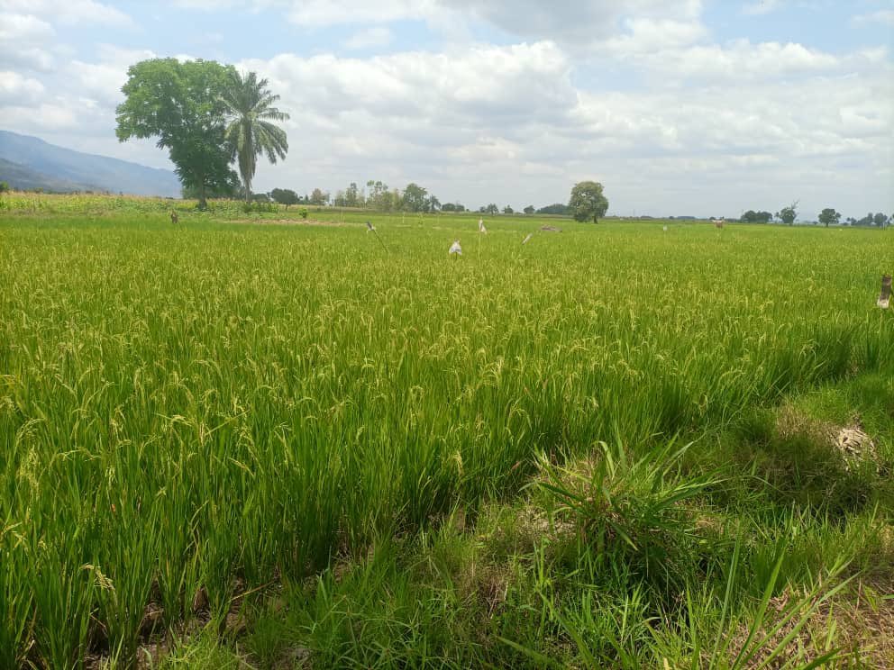 IUCNTanzania's tweet photo. Our #SUSTAINPro project in Kilombero valley continues to remind us why it’s crucial to safeguard #Wetlands through #NbS
@SAGCOT @KilomberoL @AWF_Official @SwedeninTZ https://t.co/42PlQFRjvj