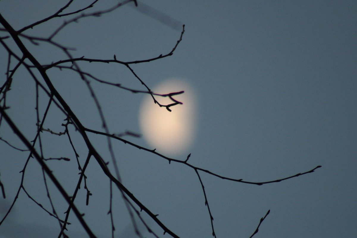 AcyRunway13's tweet photo. We spoke of tomorrow
&amp; lived in the heartbeat of the night
Morning comes, washing away the memory of our dreams...

Happy Friday all ☕️✨️ 
#nature #FadingMoon 
#fridaymorning #February 
#writing #poetry #thoughts 
#NaturePhotograhpy https://t.co/1Lj4S5Hown