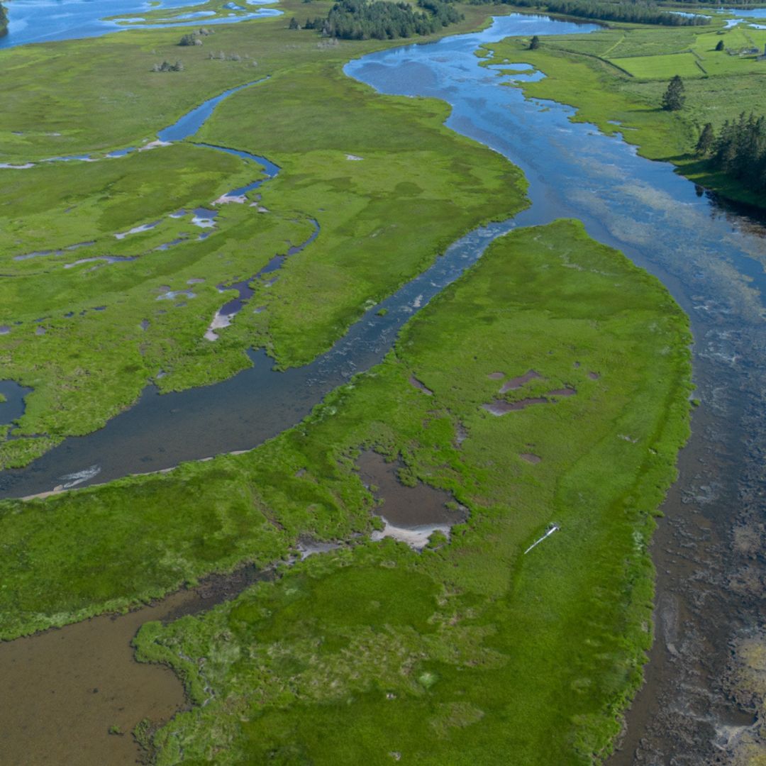 Today is #WorldWetlandsDay! ⁠
⁠
To celebrate, we teamed up with Ducks Unlimited Canada to create a Wetlands Toolkit with resources, educational materials and frequently asked questions about wetlands and wetland conservation.  ⁠
⁠
👉️ ecologyaction.ca/our-work/coast…

<a href="/ducanada/">Ducks Unlimited CAN</a>