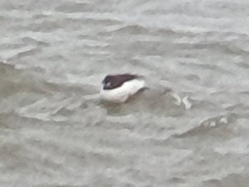 Distant guillemot type off south bay drifting out to sea late morning on the falling tide, Scarborough
