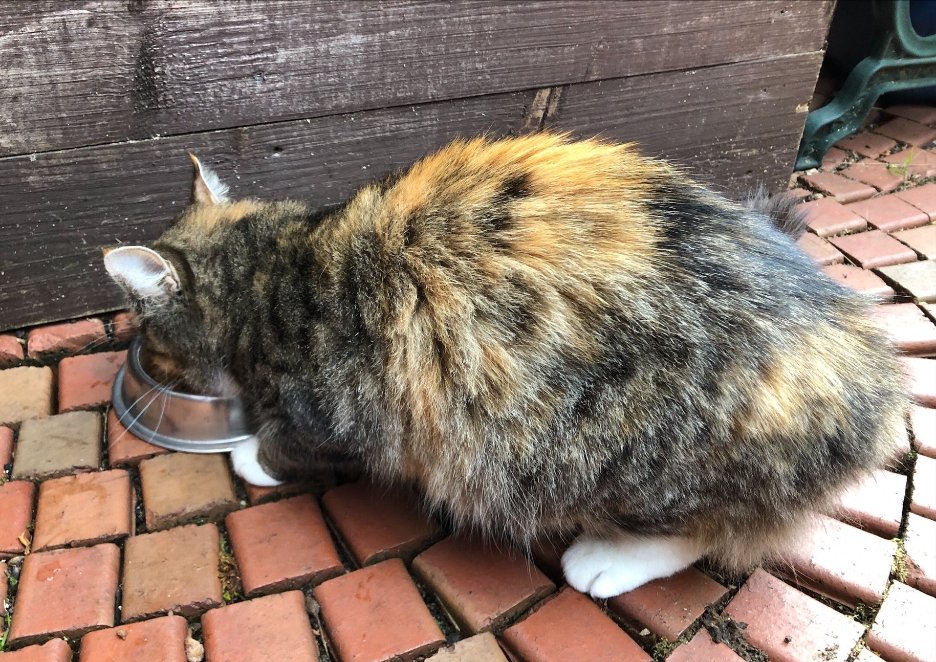 Is this your #kitty? 
This sweet #cat has made itself at home at my friend's place in #Homerton #HackneyWick area (London), next to the park. Doesn't seem to be chipped.
#found #lostcat #foundcat #kitten 

Please respond with a photo if it is yours. Otherwise RT, thanks.