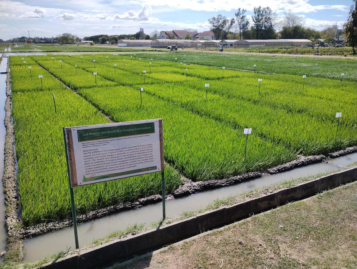 WalterCarciochi's tweet photo. 🇵🇭 Fantastic days exploring rice production in the Philippines
and building valuable connections!
Exciting times ahead!
#BSWM #IRRI #PhilRice #UPLB 🌾 https://t.co/21OEHSVtjO