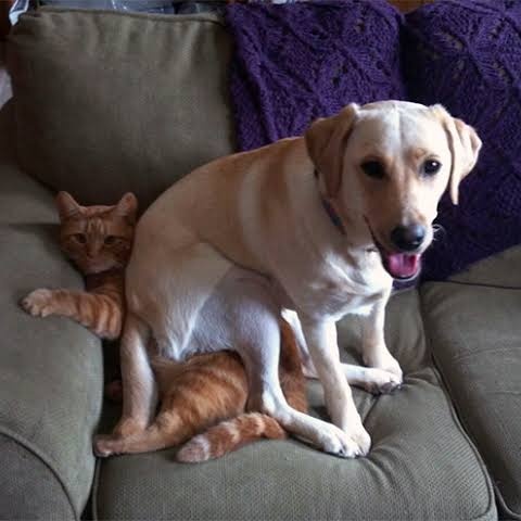 고양이 삐롱이 (@fromkittyk) on Twitter photo 