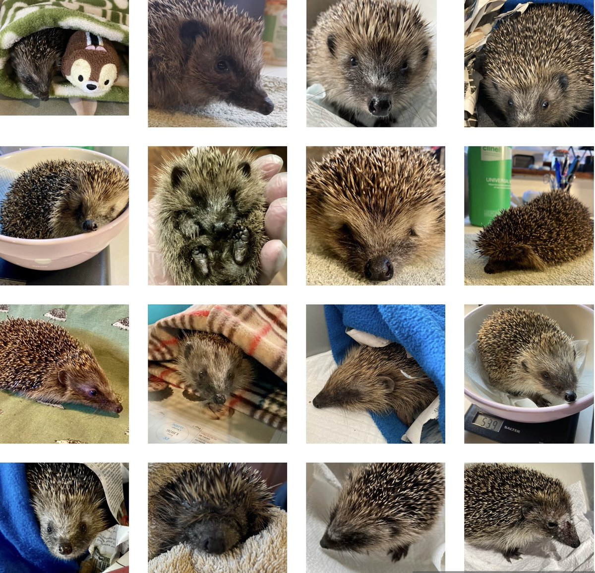 Happy National Hedgehog Day 🦔🦔 thank you for all your support for my little rescue 🦔 #NationalHedgehogDay