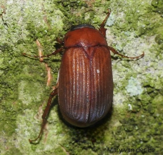 maryvanderes's tweet photo. #Dag2 van 
#KleurInDeNatuur .

Met de kleur: #Roestbruin #Rust_Brown.

#Roestbruine_bladsprietkever  #Serica_brunna #Brown_Chafer.

@ChrRoland @entomologyArt https://t.co/yRhMCf3S7X
