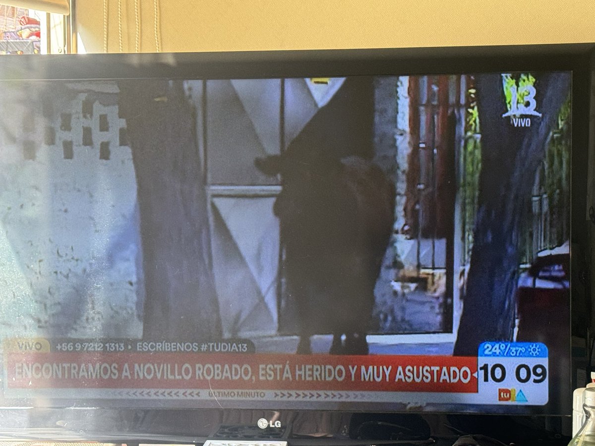 Este vacuno necesita AGUA !!!!
<a href="/tudia_13/">#TuDia13</a> en vivo muestra como la gente no entiende que no es bueno perseguir al animal. #Maipu es foco de animales abandonados de toda especie. 
Acá debe investigarse el maltrato, abandono y omisión de cuidado del animal. 
#Vaca #2deFebrero