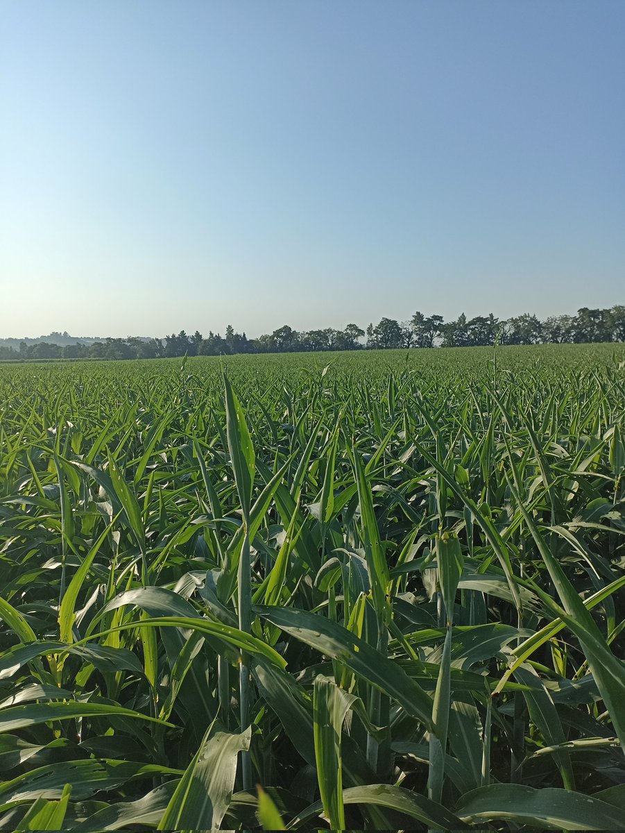 romano_nel's tweet photo. Recorrida evaluando efecto de fertilización foliar y soluciones al estrés térmico en soja!
@ALZ_Agro
#smartfoil https://t.co/tXkXY7UibI