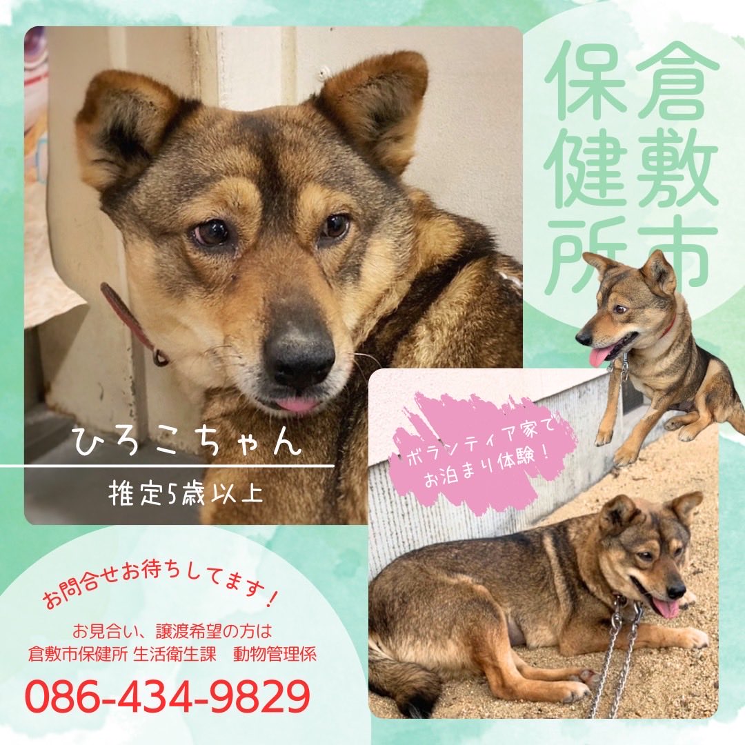 倉敷市保健所より

家族募集中🩷お山出身ひろこちゃん🐕
優しいお顔をした推定4-5歳の女の子
控えめで賢そうな性格のわんこです

年末年始にはメンバー宅でお泊まりし、家庭犬の暮らしを初体験
リードでのお散歩も初めて体験

慎重派ですのでゆっくりじんわり家庭犬に成長していくことと思います