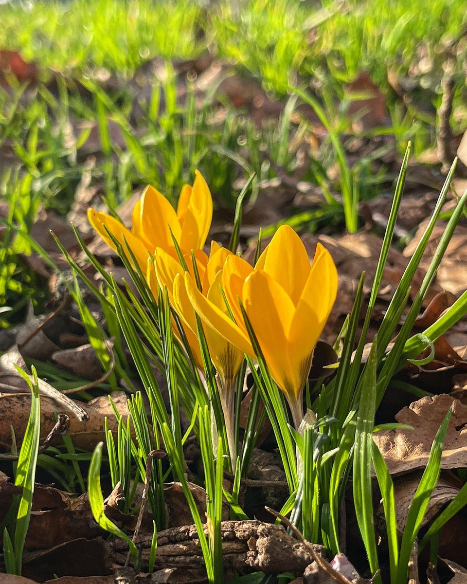 HAPPY IMBOLC 🌈🌺🐾🦋🌷🌻🌲🐝

#Imbolc  marks halfway between winter ❄️ &amp; spring 🌷, celebrating increasing sunlight &amp; the first signs of nature 🌱 waking up after the 🥶 winter.
Like these BEAUTIFUL crocus’ and daffodils in today’s workshops! Spring’s in the air!!