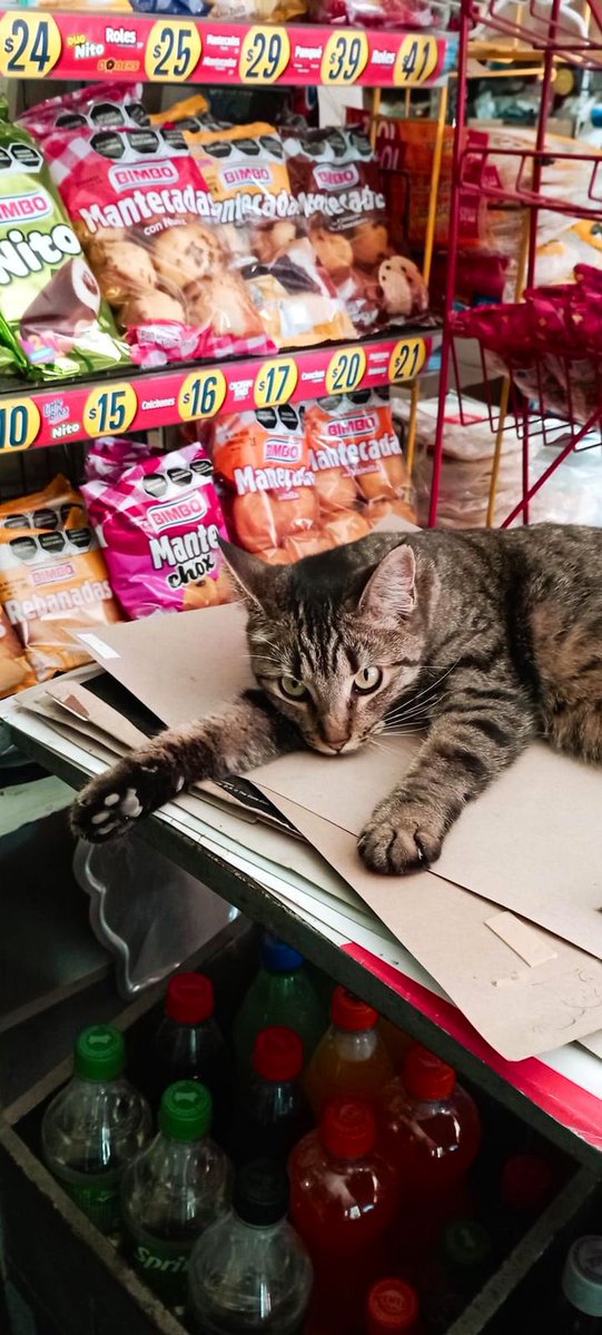 Bodega Cats (@Bodegacats_) on Twitter photo 2024-02-02 13:17:06