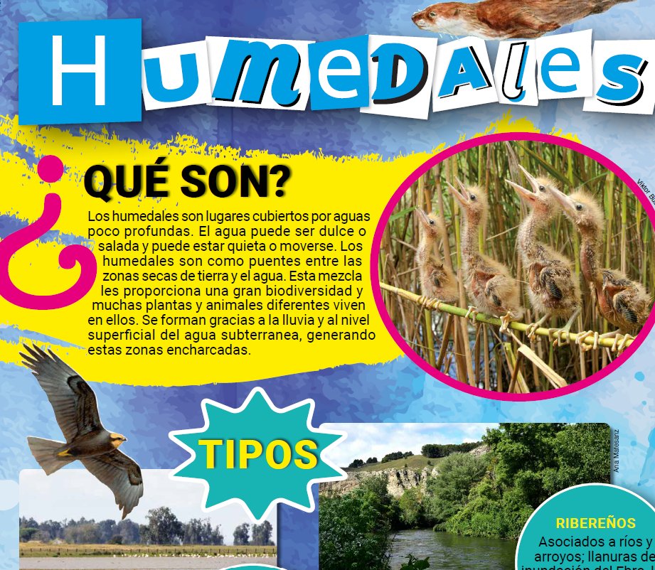 #DiaMundialDeLosHumedales con el Club Aventurer@s aprenderás sobre el Humedal clubaventureros.org/dia-mundial-de… <a href="/SEO_BirdLife/">SEO/BirdLife</a> <a href="/Fede_seo/">Federico García</a> <a href="/olivaresvivos/">LIFE Olivares Vivos+</a> @Edu_Ambiental