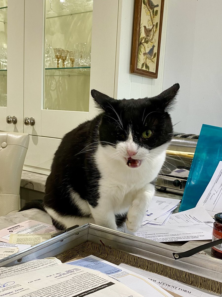 SpanielsSuper's tweet photo. Mum is WFH
#ChaosCat isn’t helping & is currently refusing to stop #NotHelping https://t.co/nq0D3AlQzQ