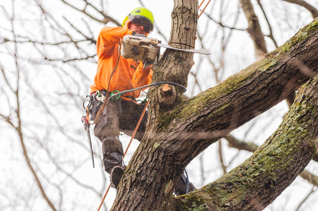 KJTreeService's tweet photo. Climb. Cut. Chip. 🌳😎
-
-
-
-
#disasterrelief #disaster #emergency #emergencywork #snowdays #treework #fairfieldcounty #newhavencounty #arborist #arbosistsofinstagram #familyfirst #treesrock #dormant #safetyfirst https://t.co/hE4zaZ2D3T