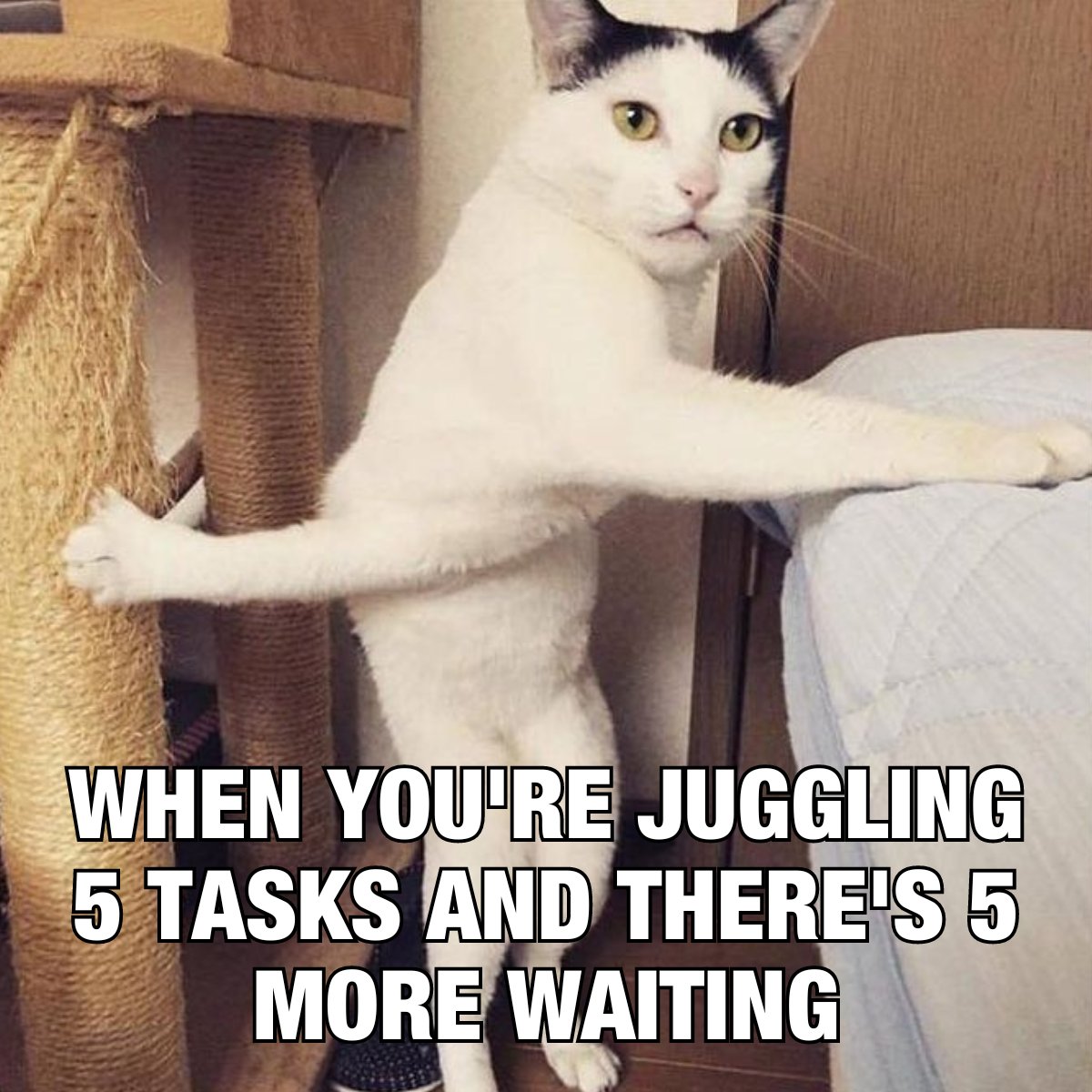 Pat Williams tweet media