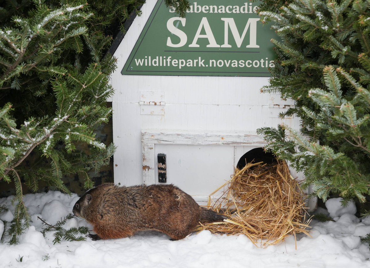 nsgov's tweet photo. Despite this weekend's forecast, we might be able to pack away the shovels early this year. Shubenacadie Wildlife Park’s popular groundhog, Shubenacadie Sam, didn't see her shadow this morning. https://t.co/J00Q0jE1ct
