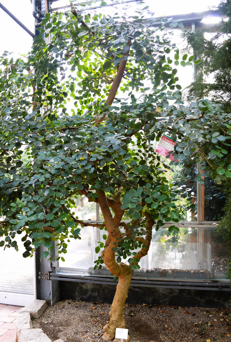 Johannisbrotbaum • Ceratonia siliqua
im Mediterranhaus

#butterbaumkiel #botanischergarten