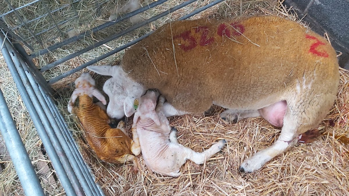 Delighted with our new purchase and her 2 girl's out off 13k CLARA FANDANGO Sire.