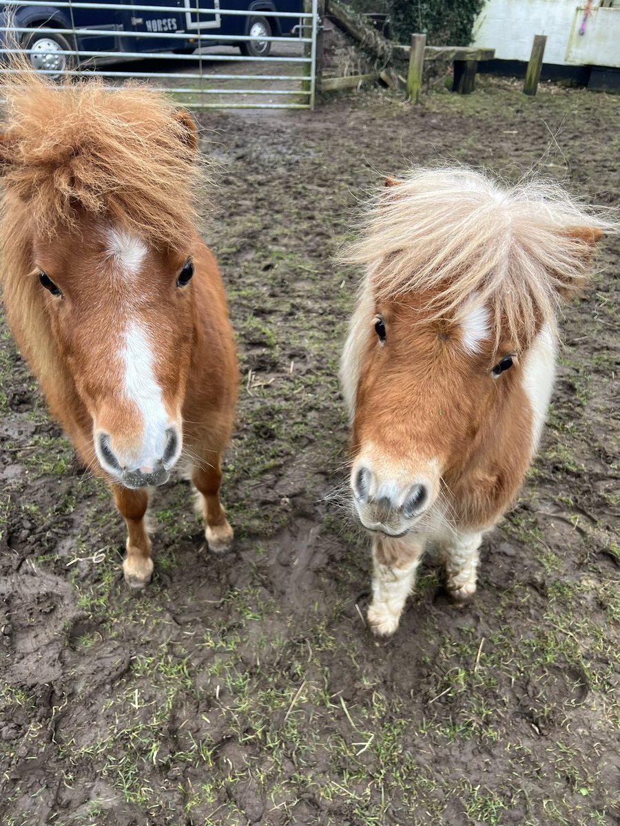 Therapony4's tweet photo. Friday love from Claire Sunny Boo Bumble and Teddy @Therapony4 “equine interaction for well being promotion” HAPPY WEEKEND EVERYONE ☺️🥰🐴❤️👍https://t.co/Qt8ZF70iyI
@LifeSkillsHub @KIDSHull @childdynamix @PCFHull @FamiliesERYC @OPCcic @TICYorkshire https://t.co/Kn6E4WjN0n