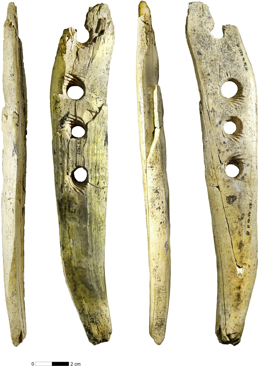 Senckenberg Research (@geobiodiversity) on Twitter photo The discovery of a more than 35,000-year-old perforated baton made of #mammoth ivory at Hohle Fels cave, Germany reveals one way people of the early #UpperPaleolithic manufactured #rope.
Check out the new study by Nicholas J. Conard & <a href="/VeerleRots/">Veerle Rots</a> 👉scim.ag/5Jc The discovery of a more than 35,000-year-old perforated baton made of #mammoth ivory at Hohle Fels cave, Germany reveals one way people of the early #UpperPaleolithic manufactured #rope.
Check out the new study by Nicholas J. Conard & <a href="/VeerleRots/">Veerle Rots</a> 👉scim.ag/5Jc