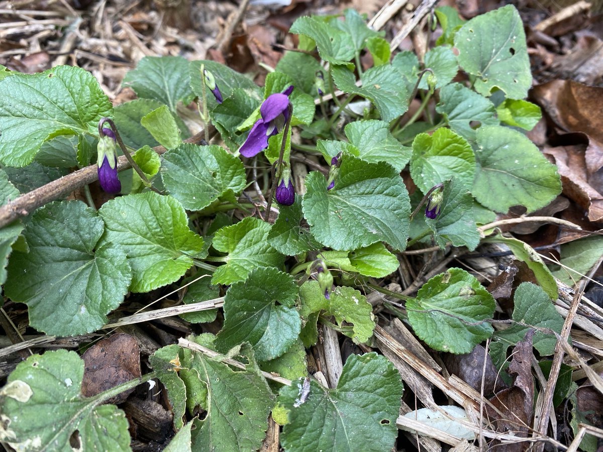 Flowering Hazel, Winter Aconite, Sweet Violet and Snowdrops in the garden this morning in Heybridge, Essex as well as a basking, tail-less Common Lizard.