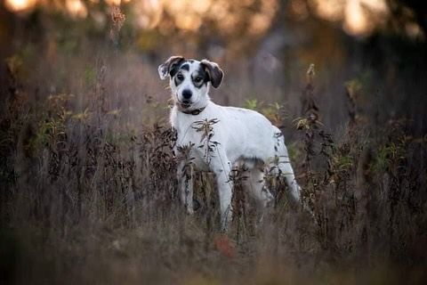 Oddam psa, Warszawa, Służewiec
Piorun - młody, wesoły psiak szuka domu! Piorunek trafił do...
wieszgdziezwierz.pl/psy/do-adopcji…
#oddampsa #doadopcji #pies #adoptuj #niekupujadoptuj #warszawa