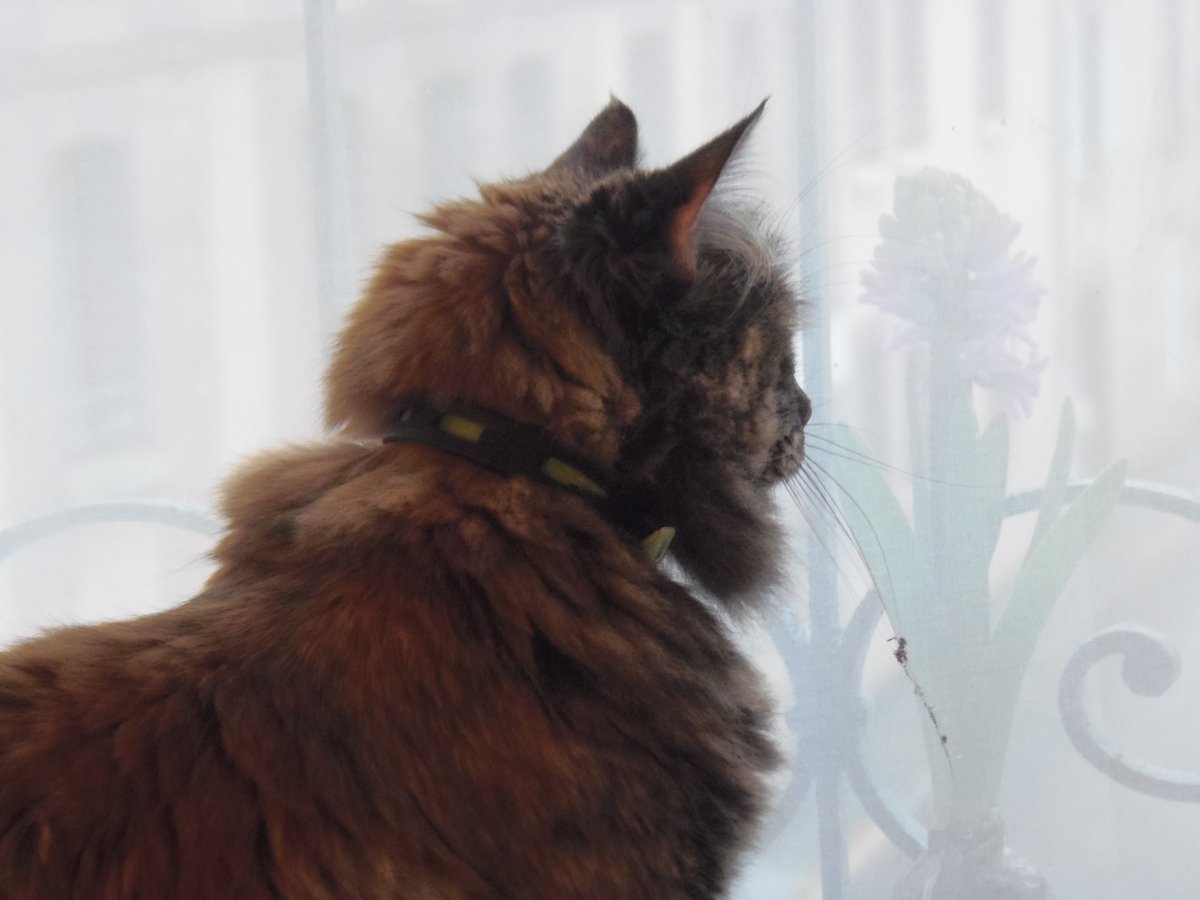 lanacelleart's tweet photo. Framboise mascotte des artistes de La NaV https://t.co/tC7FvjsWDg