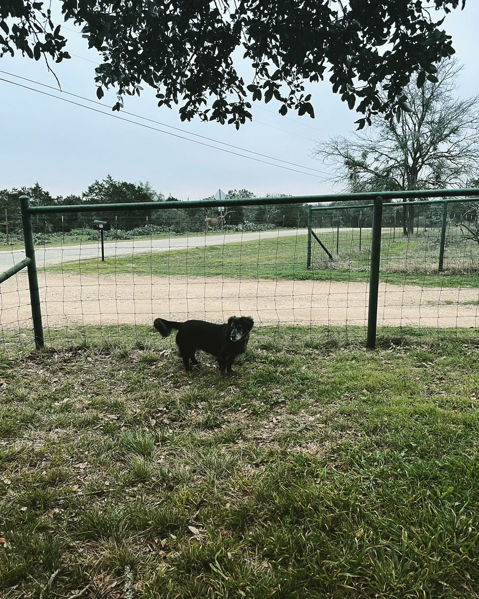 #lowdog did not see his shadow this morning. That means an early spring on #lowdogranch #happygroundhogday #texashillcountry