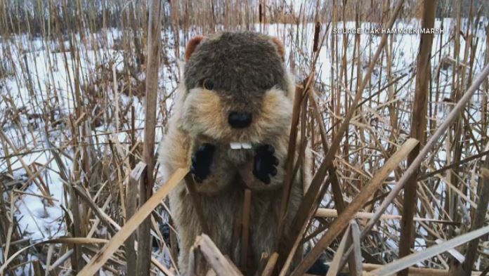CTVYMWinnipeg's tweet photo. It's groundhog day, which means Manitobans will be looking to its local celebrity Merv Groundhog to predict if we will get an early spring.
https://t.co/0aLPGZIol5 https://t.co/bTiJLANdQJ