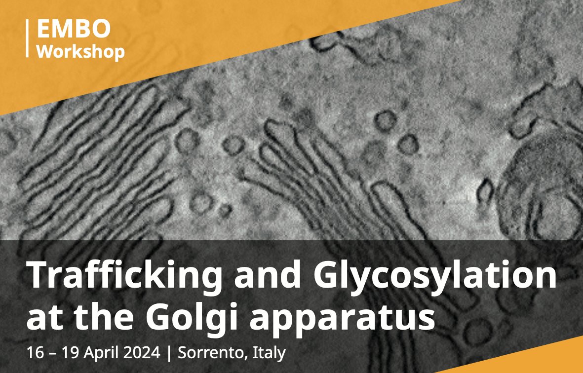 Dear fellow #glycosylation #glycotime #Golgi #trafficking enthusiasts - check out our @EMBO workshop in wonderful Sorrento, Italy! Deadline for registration 20 Feb 2024. meetings.embo.org/event/24-golgi
