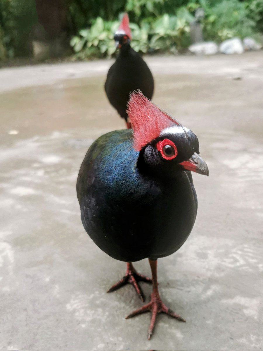 MountKellyGeog's tweet image. Brilliant tour of the @EdenProject for the @Mount_Kelly A level Geographers covering a range of topics including sustainability, rural rebranding, diversification, ecosystems and geothermal power. The perfect #geography day out in the Cornish #rainforest