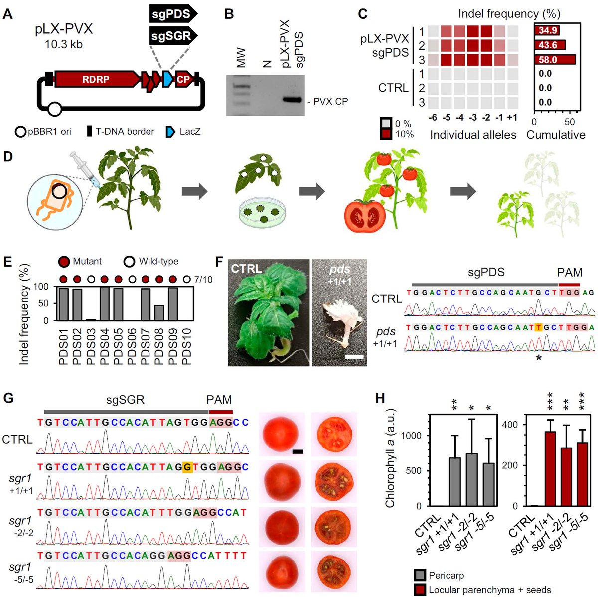 José-Antonio Daròs (@ja_daros) on Twitter photo An RNA viral vector facilitates CRISPR-Cas genome editing in tomato. Fantastic collaboration with Antonio Granell lab (<a href="/IBMCP/">IBMCP - Instituto de Biología Molecular y Celular</a>). doi.org/10.1093/hr/uha… An RNA viral vector facilitates CRISPR-Cas genome editing in tomato. Fantastic collaboration with Antonio Granell lab (<a href="/IBMCP/">IBMCP - Instituto de Biología Molecular y Celular</a>). doi.org/10.1093/hr/uha…