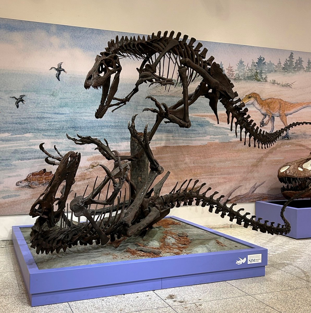 NJStateMuseum's tweet image. New Creataceous background created by NJ native @ChrisDPiazza. Included are a 'fleshed out' version of Dryptosaurus, Cretaceous sea turtle Peritresius ornatus, Horseshoe crabs &amp;amp; Grebe-like birds  modeled after fragmentary bird fossils of the same age from the Inversand quarry.