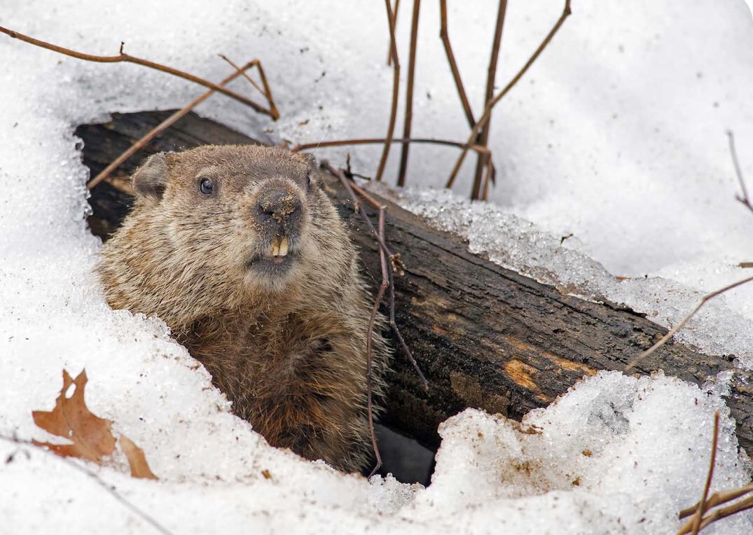 Dominic Beaudry tweet media