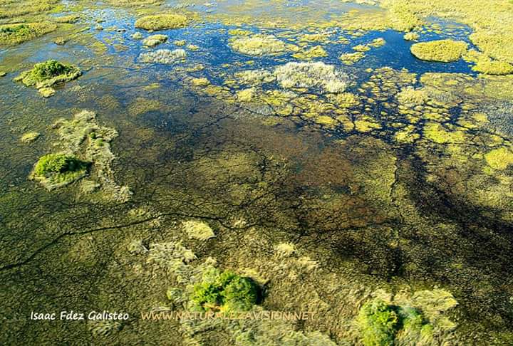 Infosald's tweet photo. Hoy celebramos el #DíaMundialHumedales con el lema: "Los humedales y el bienestar humano". ¡Protejamos estos tesoros naturales! 

https://t.co/SHL95kxotl

#AguaLimpia #BiodiversidadHumedal #ConservaciónNaturaleza #EcosistemasSaludables #Humedales2024 #ProtecciónAmbiental https://t.co/HqqEMffoT5