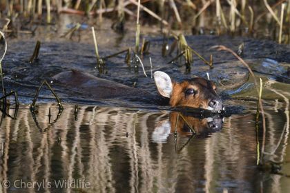 Our latest blog is out: bit.ly/ReserveUpdate2… We've had a wealth of sightings this week including Kingfisher, Raven, Lesser redpoll and Cattle egret. Why not take five minutes to have a read ahead of the weekend? 📷 Muntjac deer by Cheryl Collier