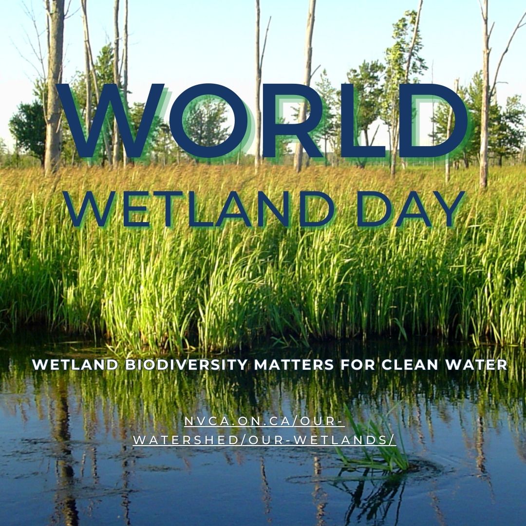 NottawasagaCA's tweet image. Today is World Wetland Day!

Every February 2, NVCA joins others around the globe to celebrate the value and beauty of our planet’s wetlands. 
#NVCA #WorldWetlandDay #SaveTheSwamps
nvca.on.ca/our-watershed/…