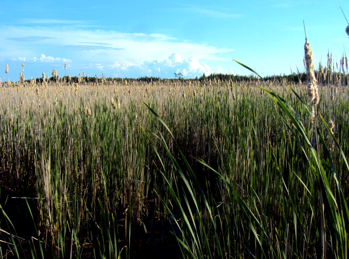 NottawasagaCA's tweet image. Today is World Wetland Day!

Every February 2, NVCA joins others around the globe to celebrate the value and beauty of our planet’s wetlands. 
#NVCA #WorldWetlandDay #SaveTheSwamps
nvca.on.ca/our-watershed/…