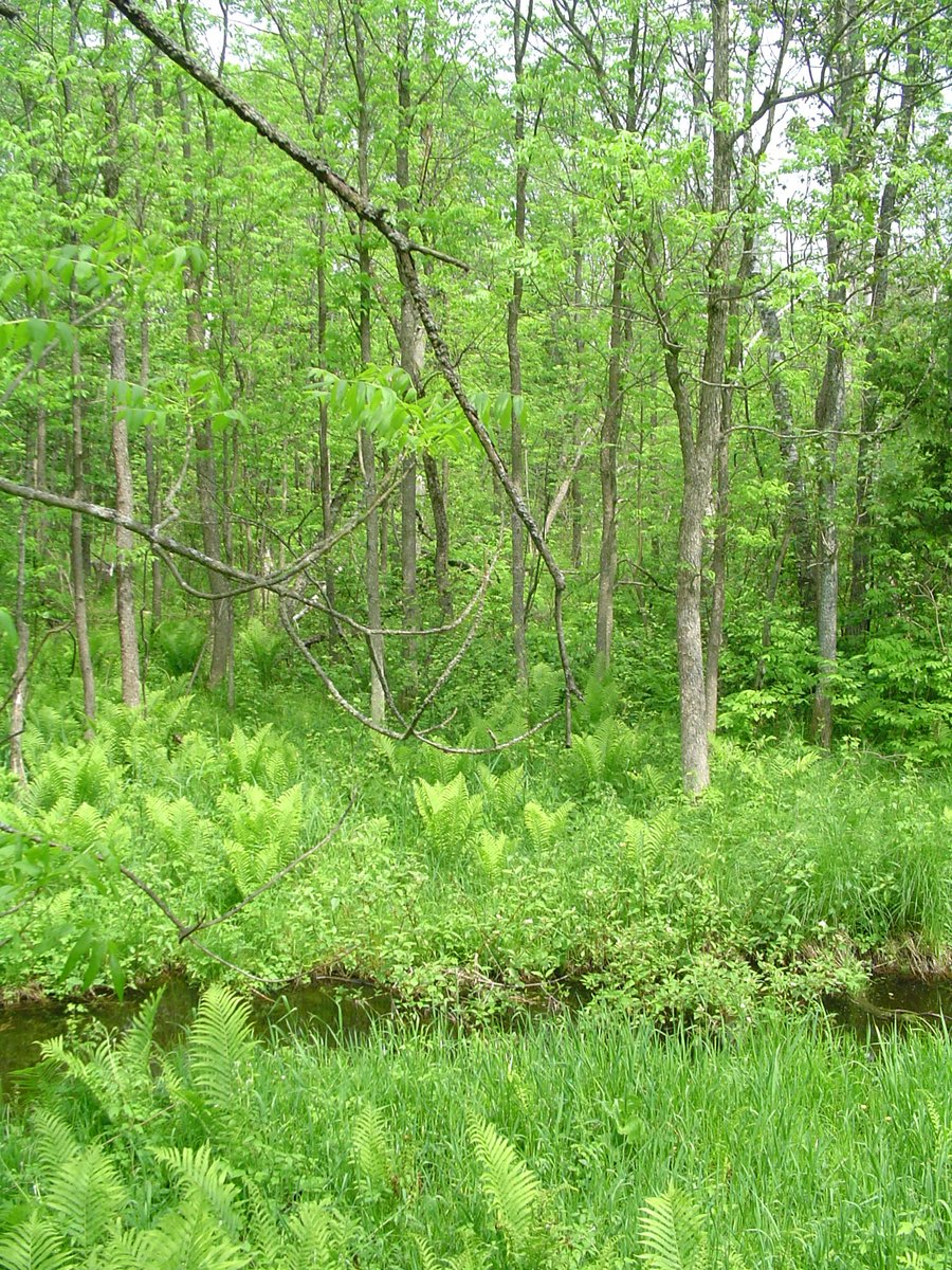NottawasagaCA's tweet image. Today is World Wetland Day!

Every February 2, NVCA joins others around the globe to celebrate the value and beauty of our planet’s wetlands. 
#NVCA #WorldWetlandDay #SaveTheSwamps
nvca.on.ca/our-watershed/…