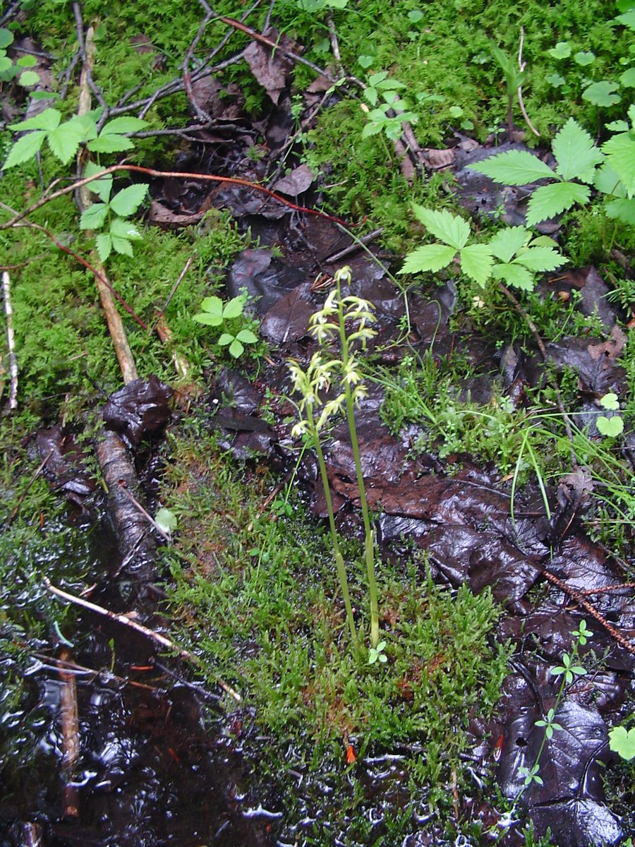NottawasagaCA's tweet image. Today is World Wetland Day!

Every February 2, NVCA joins others around the globe to celebrate the value and beauty of our planet’s wetlands. 
#NVCA #WorldWetlandDay #SaveTheSwamps
nvca.on.ca/our-watershed/…