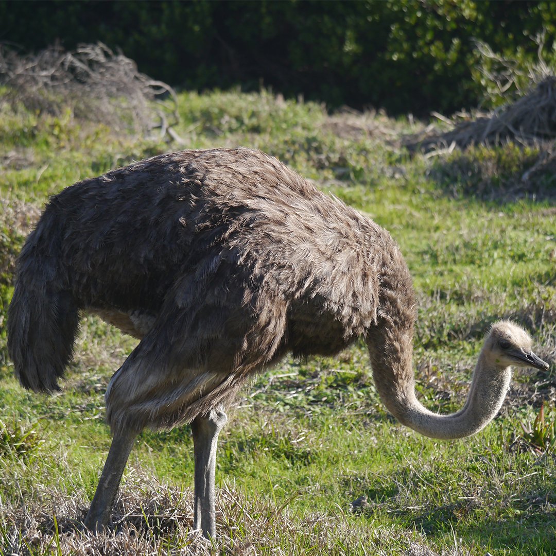 It's World Ostrich Day, a chance to celebrate the world's largest living bird! Did you know during their breeding season, ostriches produce an egg every two days! They also have three stomachs and, despite the saying, bury their eggs not their heads in the sand! 📸 Evie Courtenay