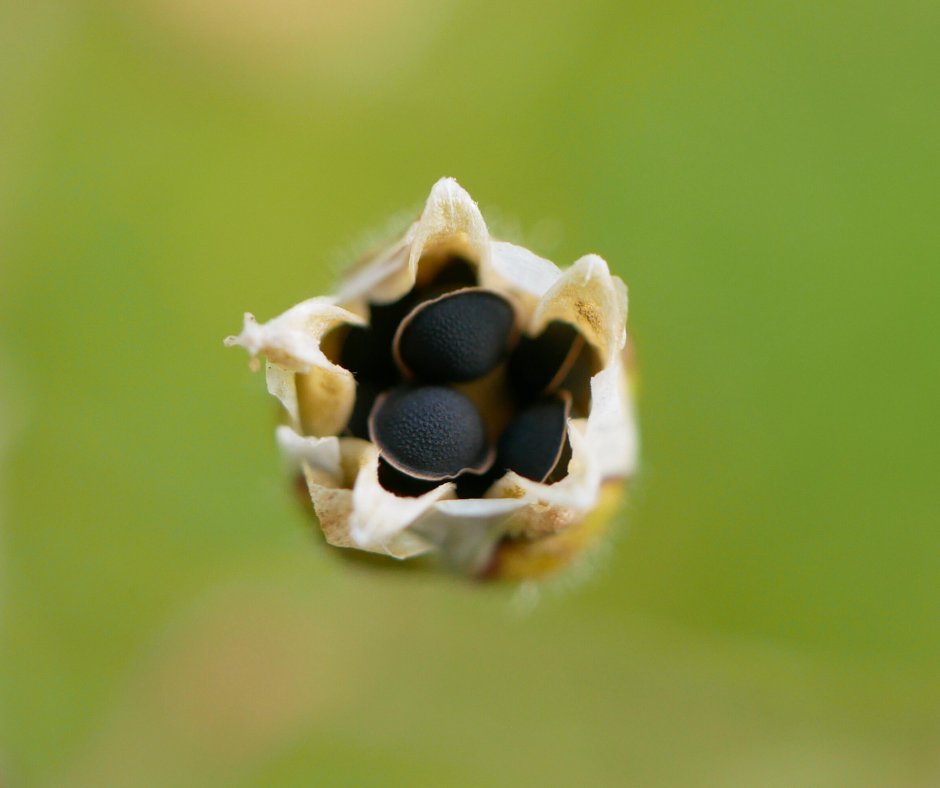 True Harvest Seeds tweet media