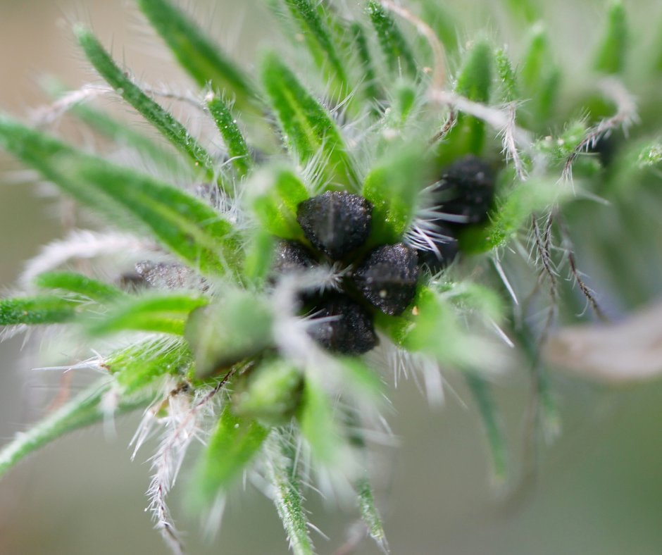 We hope you enjoyed #WildflowerWeek and we wish you all the success for your wildflowers in 2024 🌍💚

Missed it? Check out our previous posts!

#TrueHarvestSeeds #GrowNative