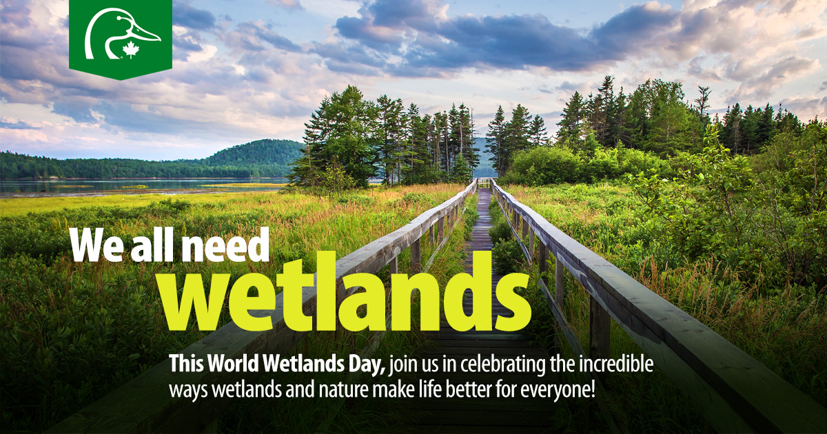 Today is #WorldWetlandsDay—recognized every February 2 to shine a spotlight on these vital ecosystems.

#Wetlands offer a myriad of environmental benefits and they provide a place for us to connect with nature for improved health and well-being. 

Visit ➡️ ducks.ca/about/media-ce…