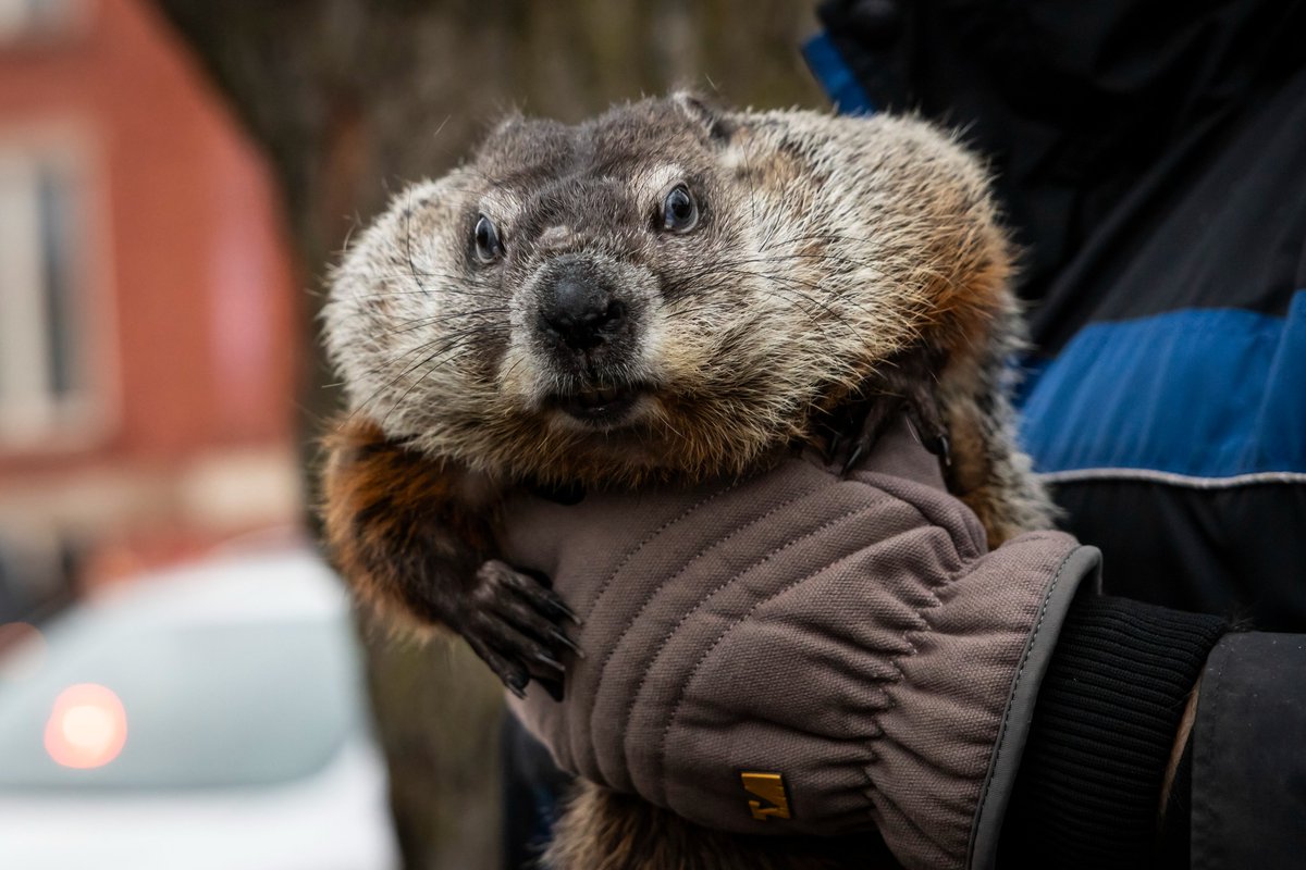 Ashlee_Rezin's tweet photo. Woodstock Willie &amp; Tom Skilling predicted an early spring this morning! 

#GroundhogDay2024 @Skilling https://t.co/vg0lFJy4ma