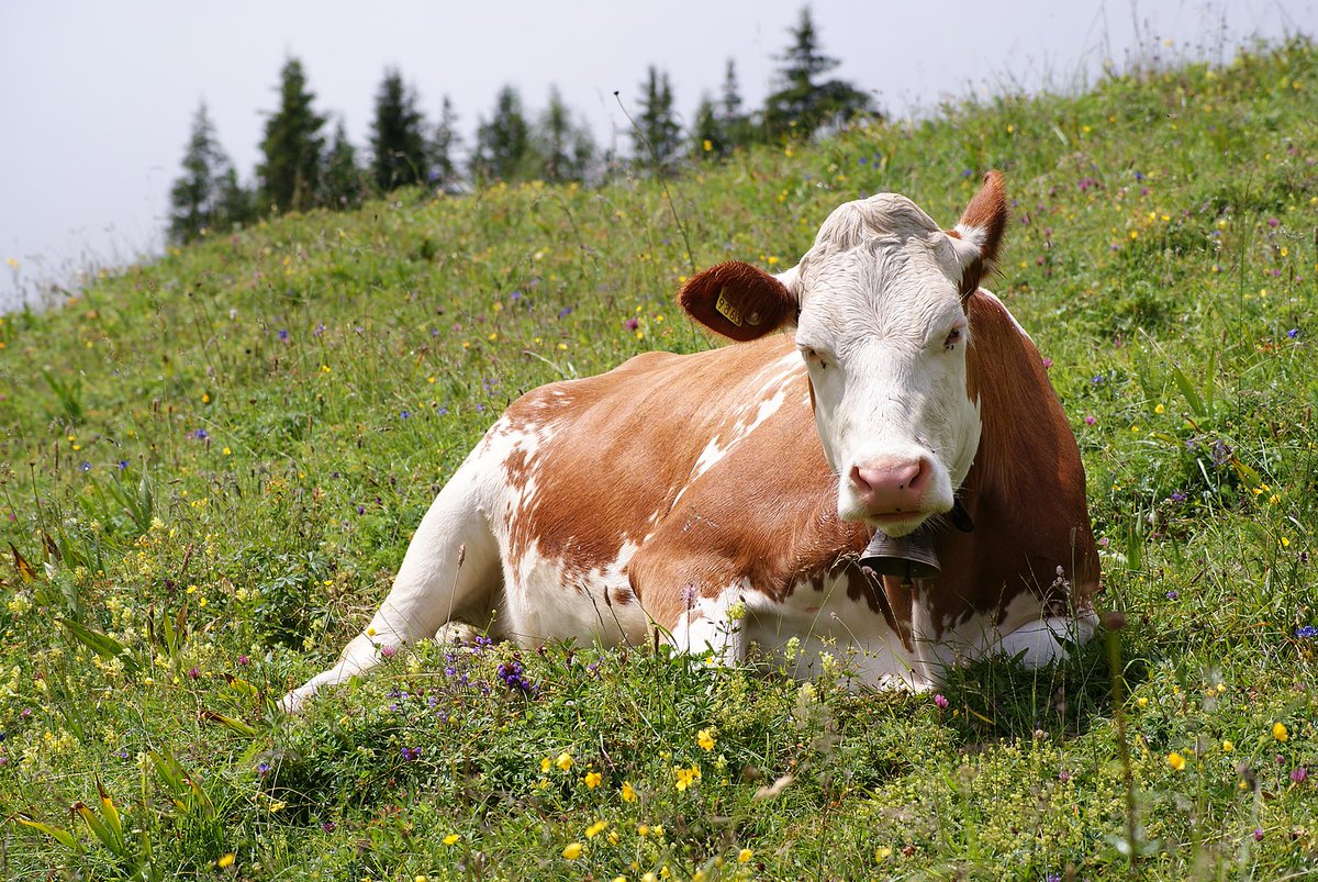 PIE_Animals's tweet photo. COW IN INDO-EUROPEAN 🐮

Old English cū
Old Norse kýr
Swedish ko
German Kuh
Tocharian A ko, B keu
Armenian kov
Ancient Greek βοῦς (boũs)
Latin bōs
Umbrian acc. bum
Old Irish bó
Welsh bu
Luwian wawa/iš
Vedic Sanskrit gáuṣ
Hindi gāy
Avestan gāuš
Kurdish ga
Latvian govs https://t.co/zBHXNno5aC