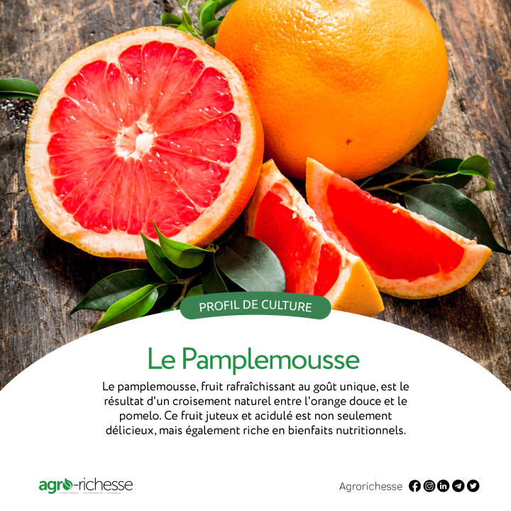 agrorichesse's tweet photo. Savourez la symphonie des agrumes : embrassez la douceur acidulée du Pamplemousse

#Actualités #agriculture #articles #agricultureworld #personnalité #Afriqueafrique #science #questions #Durable #pratique https://t.co/OxpSrqMQ1E