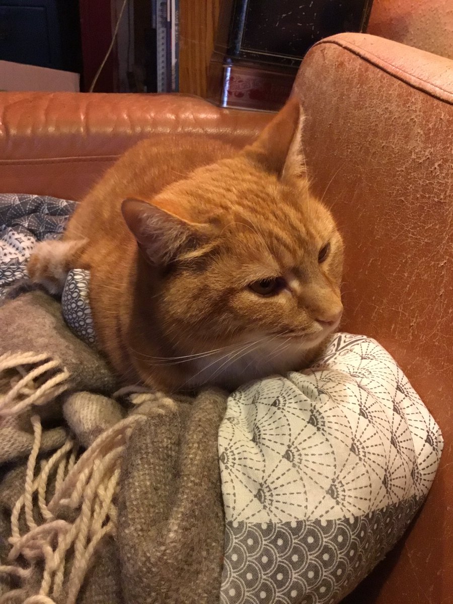 Strikketanten's tweet photo. "You rolled up my favourite blanket. It is now The Perfect Throne For The Cat".

#MissPhoenix https://t.co/yW0ATfs0rE