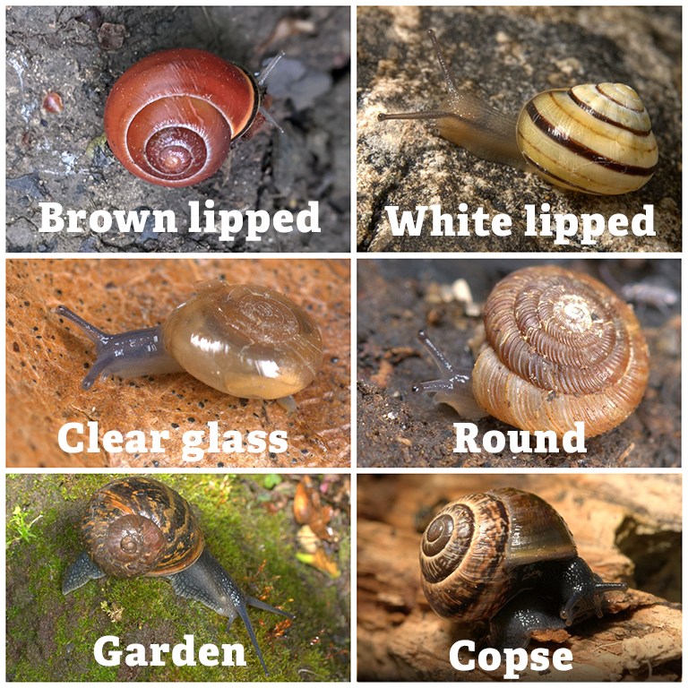 The Wildlife Trust for Beds, Cambs & Northants (@wildlifebcn) on Twitter photo Who said snails & slugs aren’t beautiful? Here’s 6 of each you may spot in your garden or on a nature reserve – how many have you seen?
Learn more about the world of snails & slugs online in a Workshop led by our CEO <a href="/BrianE_Cambs/">Brian Eversham</a>
Book your place at wildlifebcn.org/events/2024-02… Who said snails & slugs aren’t beautiful? Here’s 6 of each you may spot in your garden or on a nature reserve – how many have you seen?
Learn more about the world of snails & slugs online in a Workshop led by our CEO <a href="/BrianE_Cambs/">Brian Eversham</a>
Book your place at wildlifebcn.org/events/2024-02…