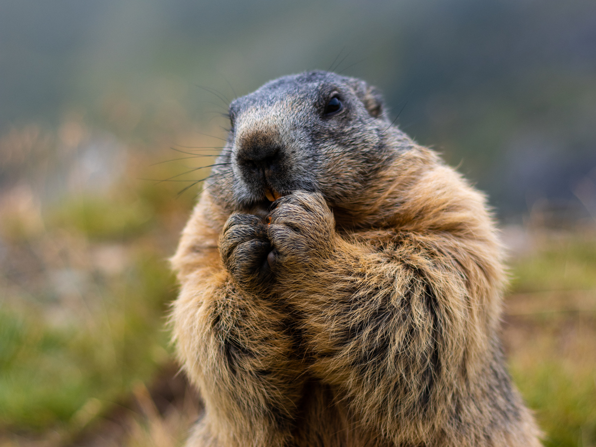 HughesExt's tweet photo. Our Hughes' team is here to ensure a pest-free season for your family, no matter what the groundhog tells us today! 🌤️ https://t.co/Nl7dTbofia https://t.co/Qp0EnQl7tX