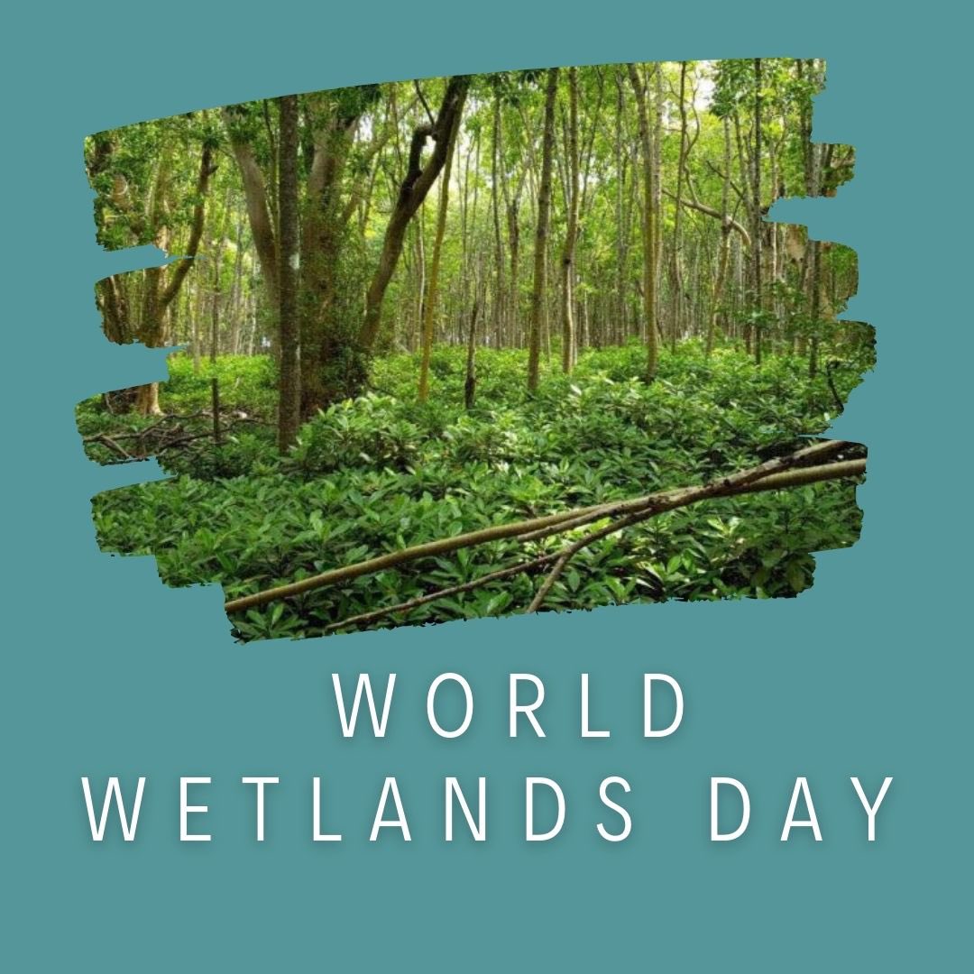 Today, we celebrate the incredible importance of wetlands – Earth's natural superheroes! From acting as natural water purifiers to serving as crucial habitats for diverse wildlife, wetlands play a key role in maintaining our planet. 

 #WorldWetlandsDay #WetlandsMatter